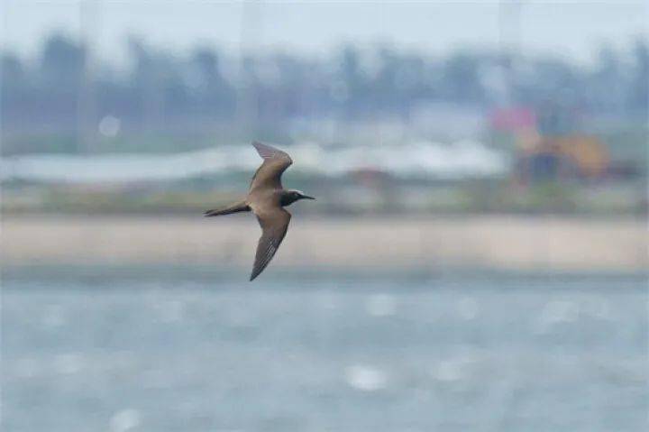 南通鳥友背後的故事奔走江海大地記錄鳥類靈動之美