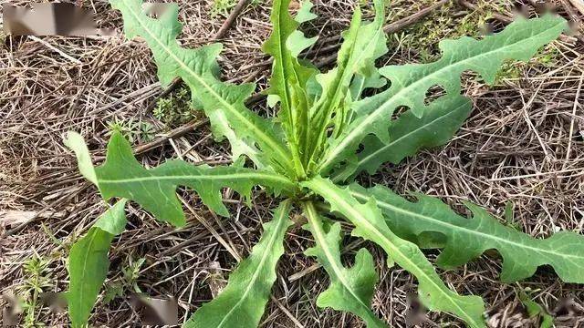 幼兒科普帶娃認認這些小區常見花草和野菜吧請收藏