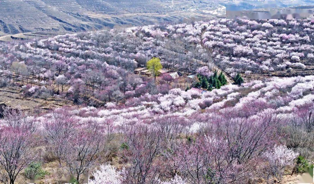 梯田花海醉美彭阳六盘山山花节今日启幕