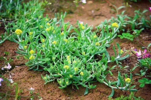 南片制作,用的是新鲜采摘的暖菇草原料,形似圆月