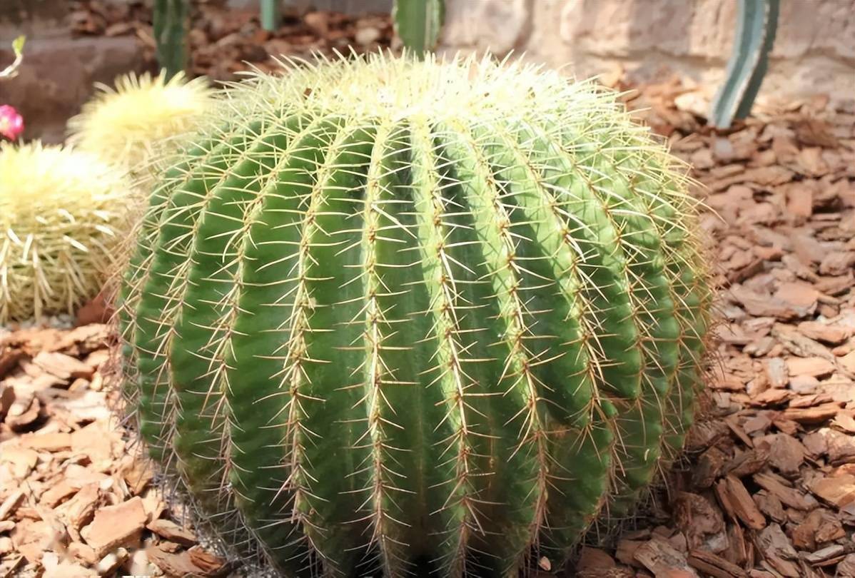 金琥怎么养记住4步又圆又肥长到脸盆大华丽豪气