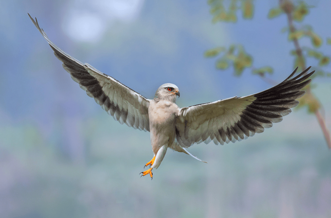 打鸟如何拍出清晰的飞鸟照片