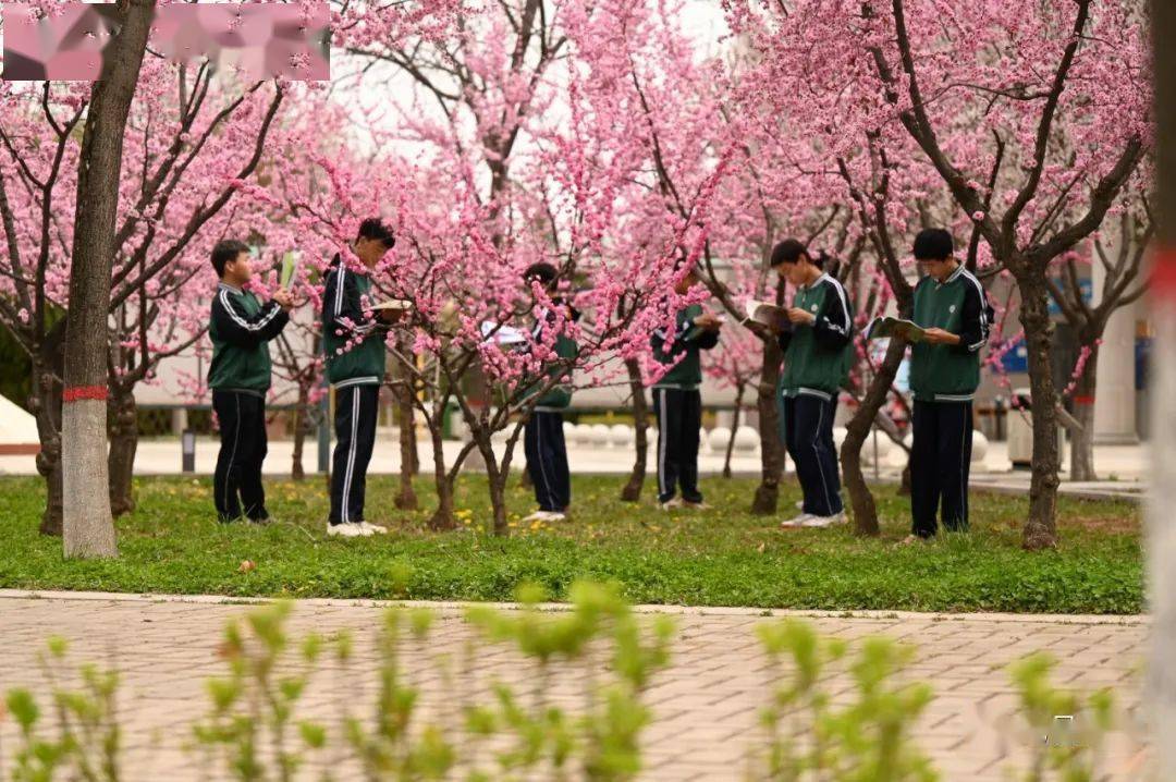 印象旬邑旬邑中学繁花似锦一幅春日画卷正次第展开