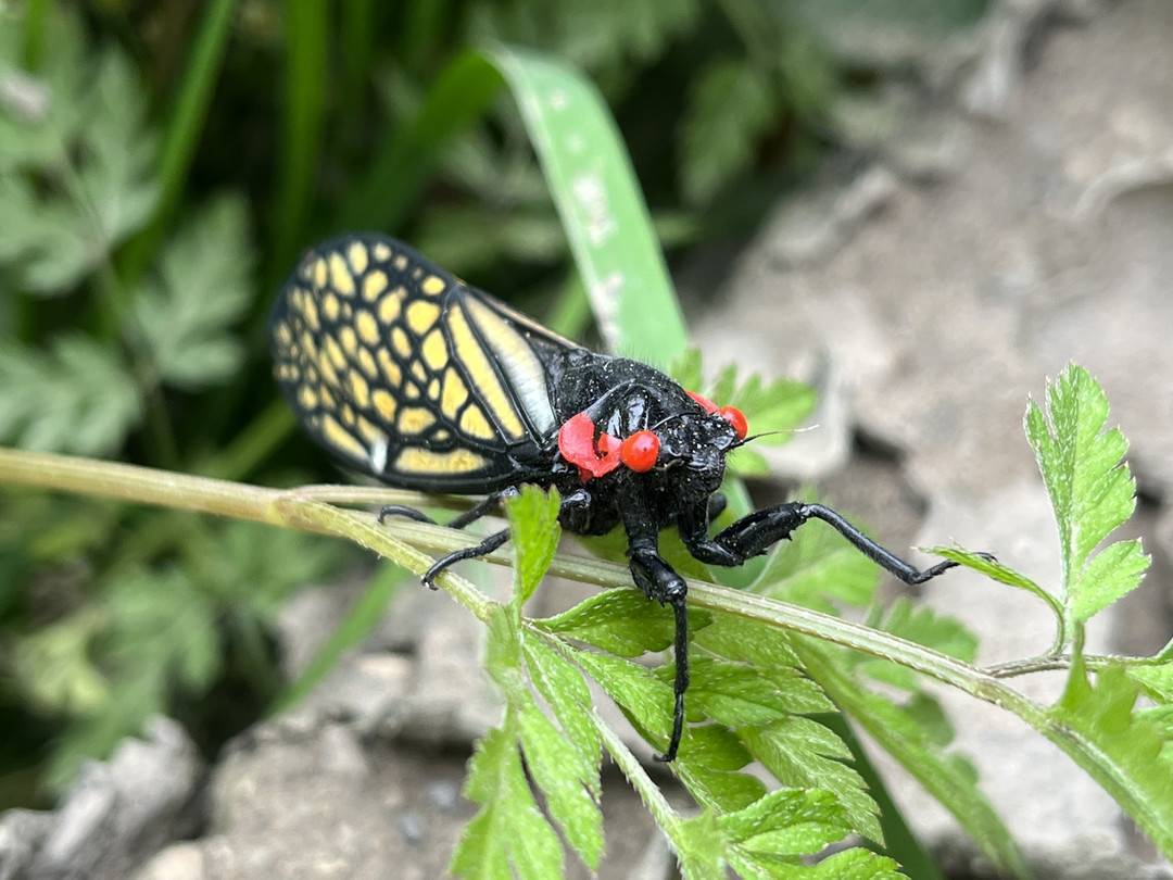 首次现身就翻肚皮卖萌大熊猫国家公园崇州总站首次发现峨眉红眼蝉