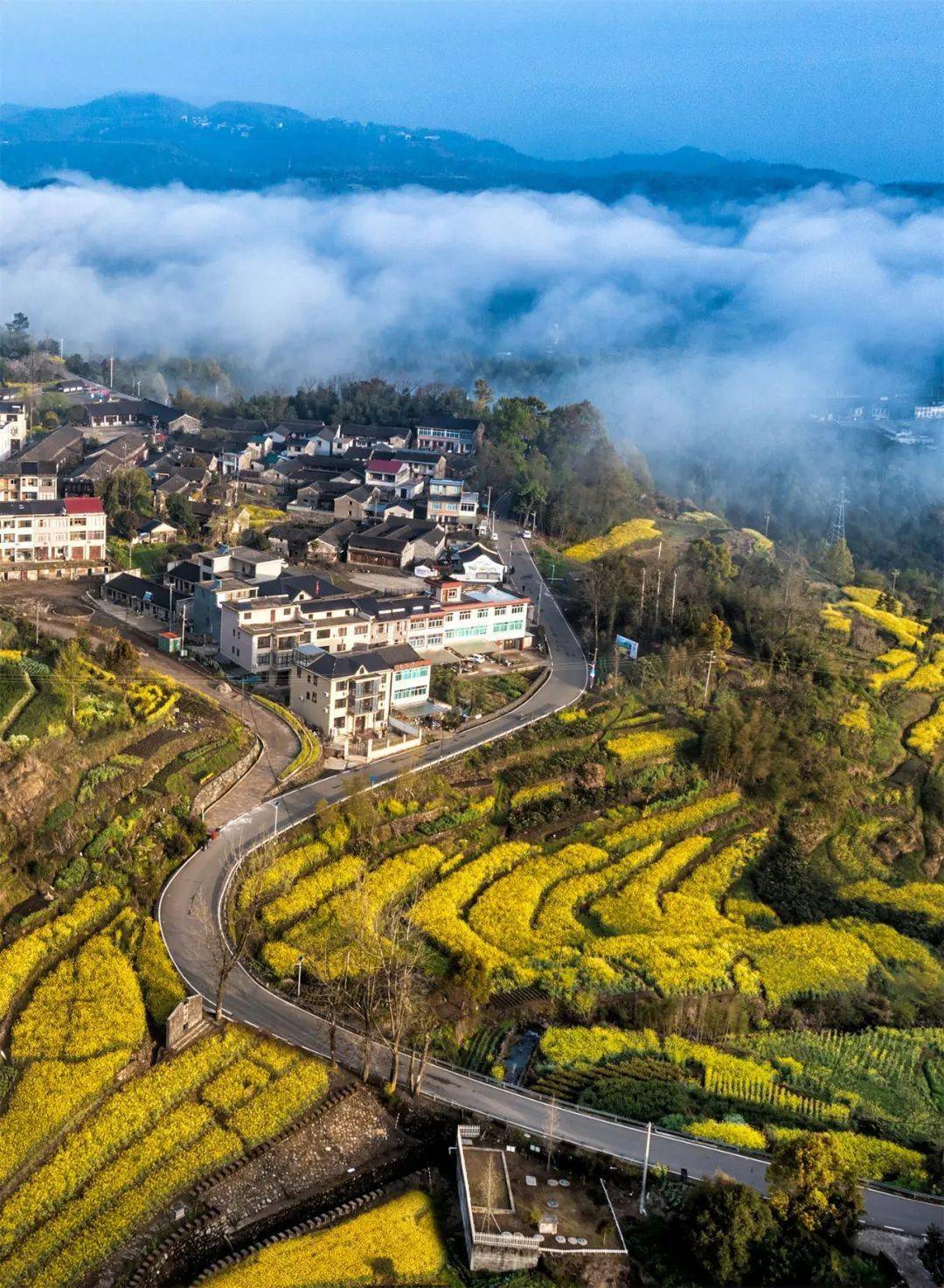 逛一逛嶼東彩石村看一看夏家古樹群,品一品寧海的望海茶這裡還是曾被