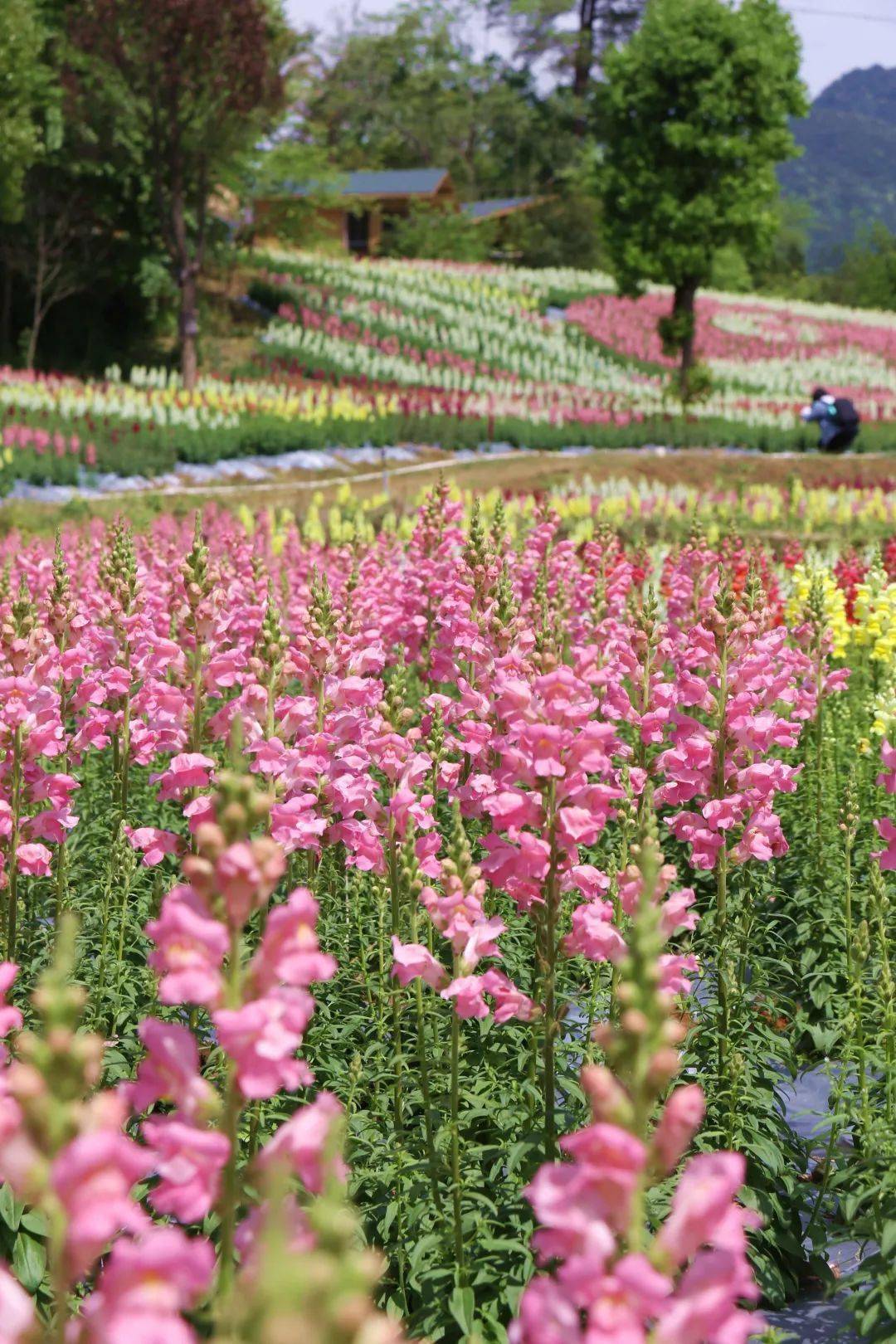 絕美三明這裡驚現金魚草花海正值花期燦爛盛放