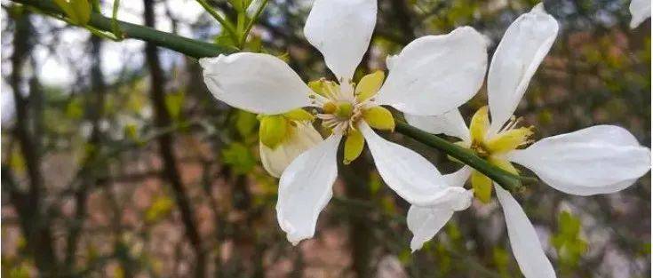 【养生】代代花:槲叶落山路 枳花明驿墙_功用_故乡_解郁