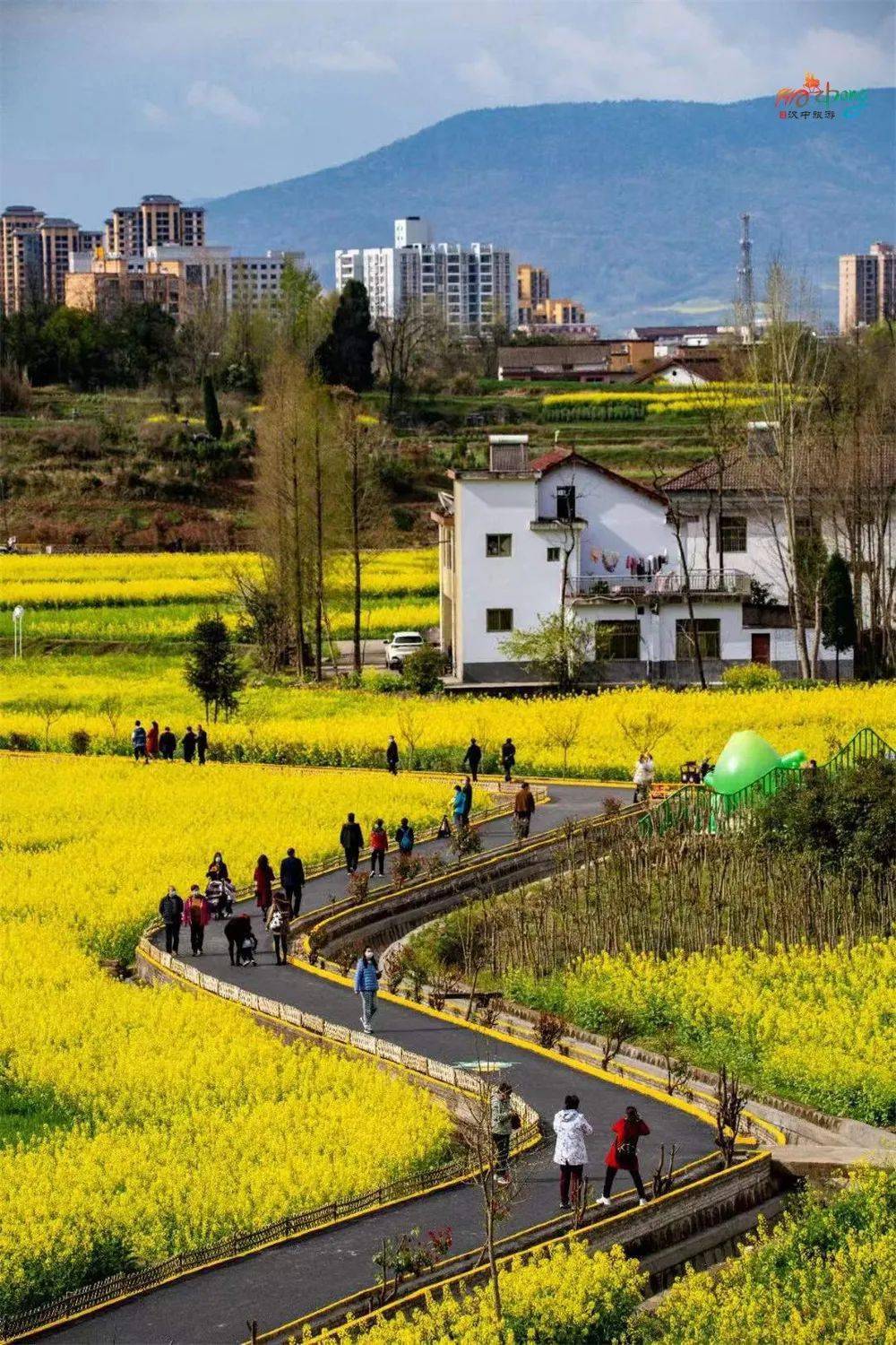 汉中最美油菜花海图片图片