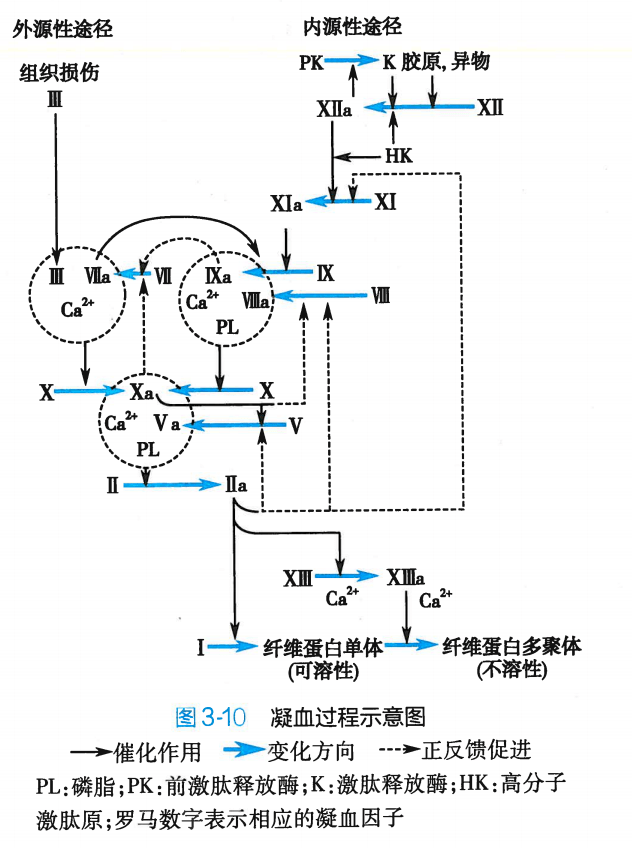 凝血过程示意图:称为二期止血