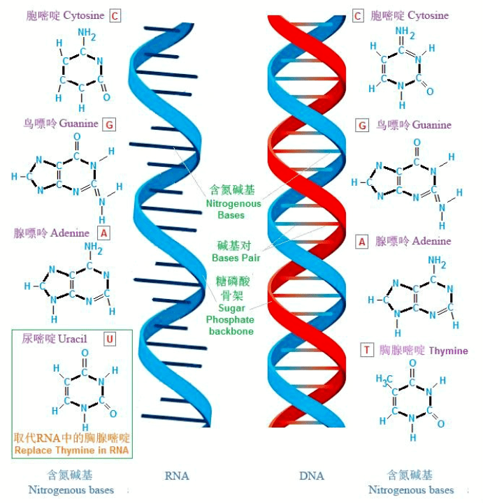 生物课rna