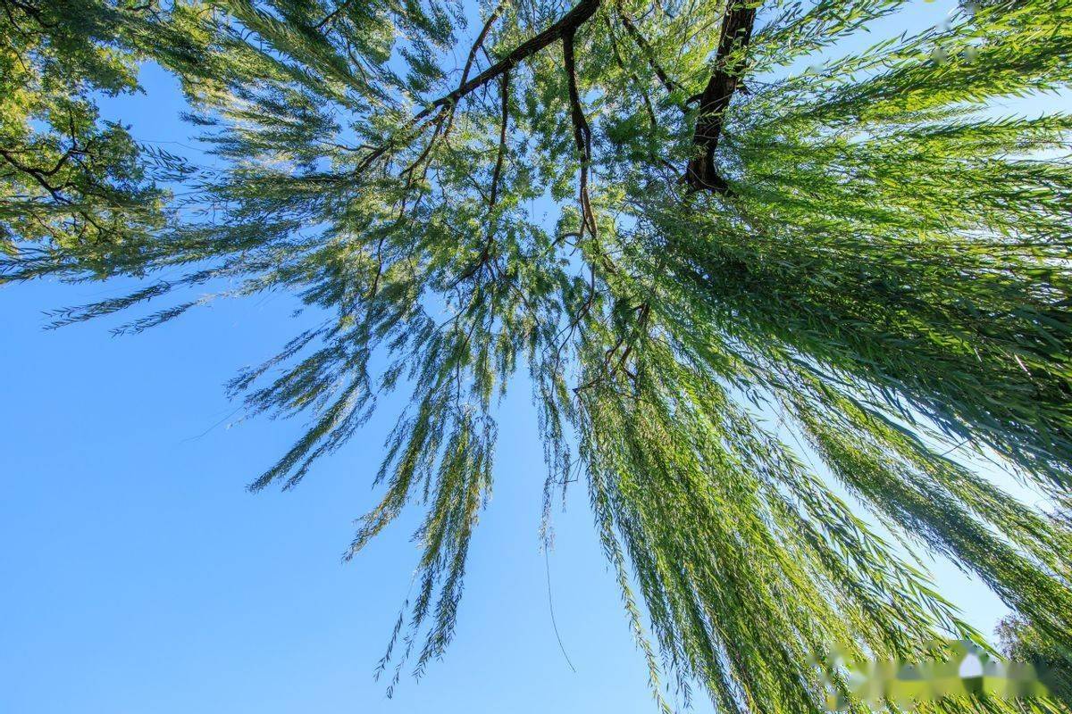 清明时节正是柳绿丝绦时