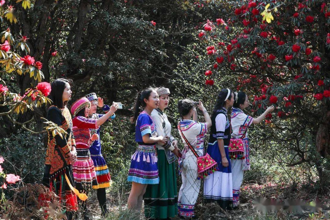 曲靖珠江源,杜鵑紅遍馬雄山_孫文來_搜索_花中