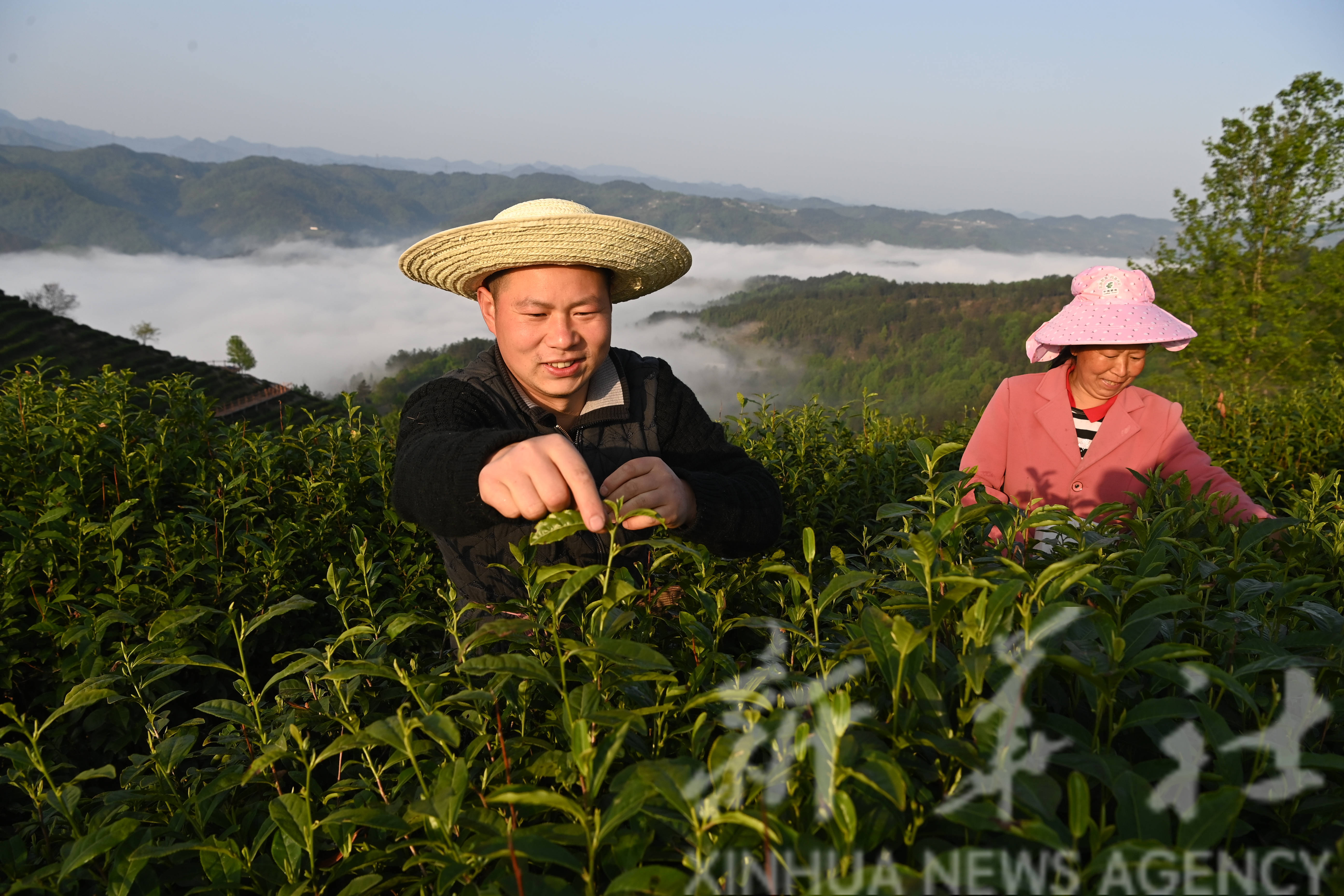 陕西平利:以茶致富 因茶兴业_老县镇_茶园_照片