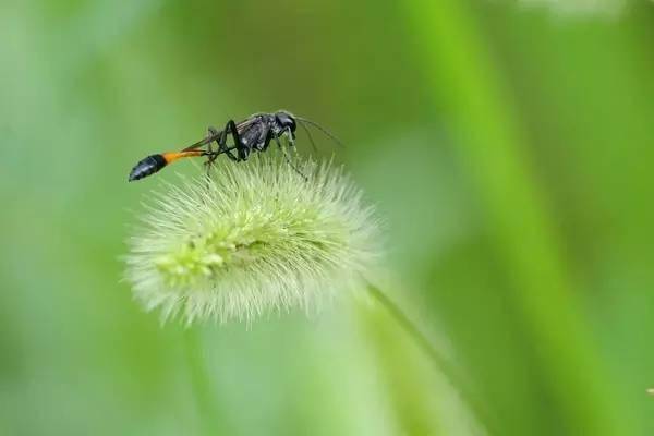 细腰蜂南宋 李安忠 晴春蝶戏 图页 金斑蝶金斑蝶
