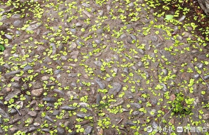 随着它们欢乐大吃,榆钱雨纷纷飘落 .春天是个美丽的季节,在鸟语花