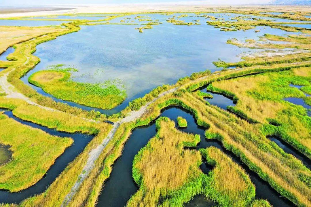 奋进新征程建功新时代精河县厚植生态底色推动绿色发展