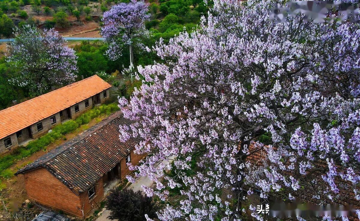 昆明寻甸柯渡镇深山中的泡桐花开,演绎紫色浪漫_云南_柯渡镇_深山中