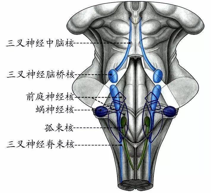 非脑神经核七对