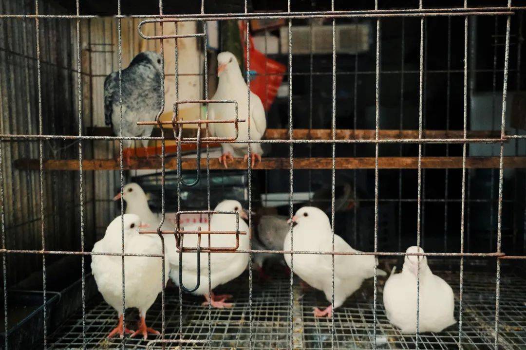 再不去就晚了_菜市场_改造_生活