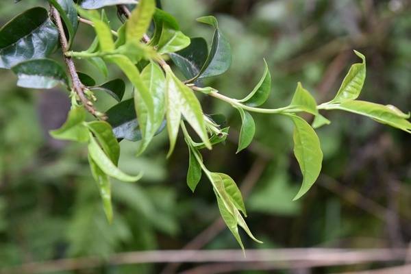 桐梓黄莲:野生苦丁茶让村民生活甜起来