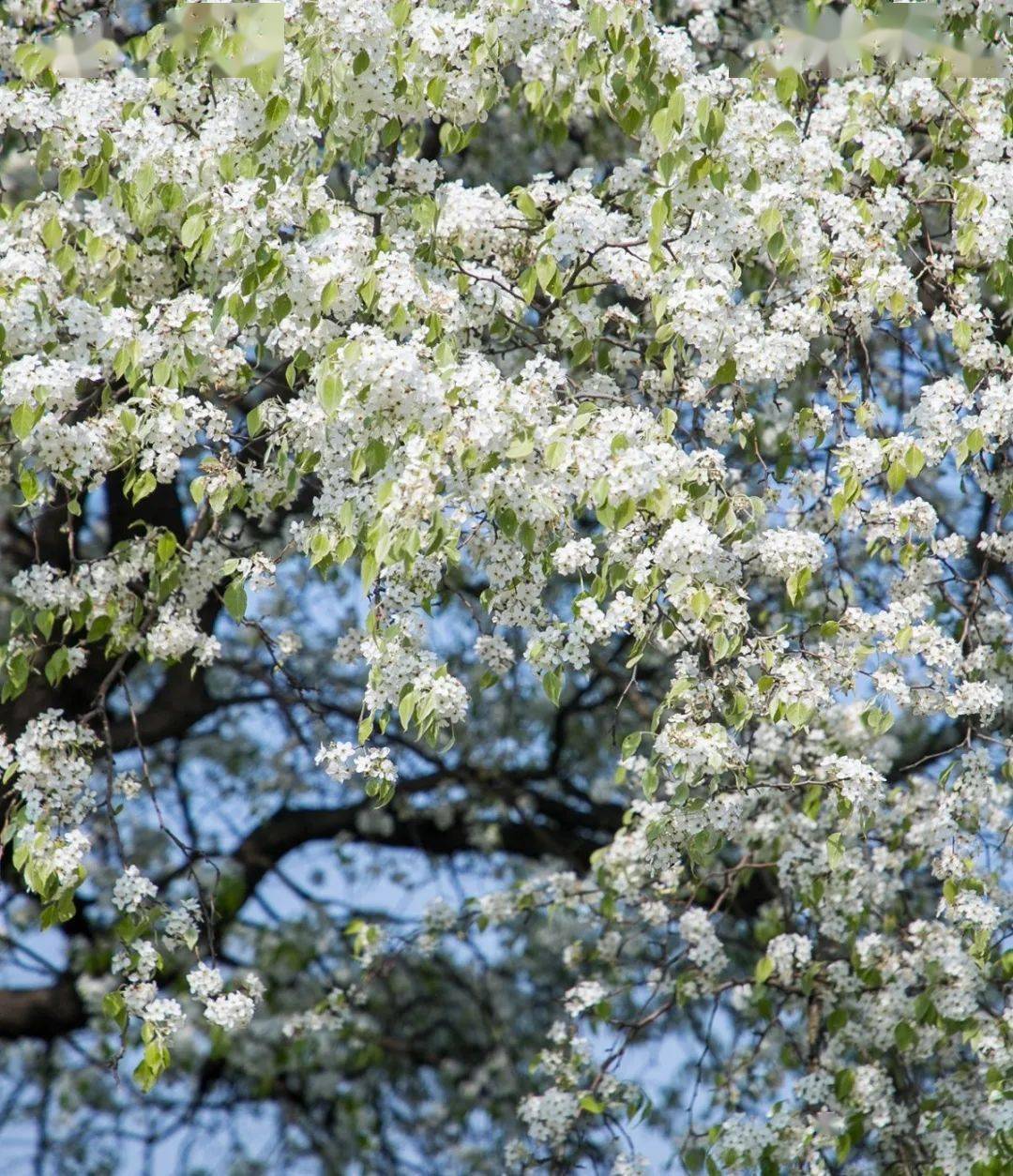 满树雪白这棵乡野棠梨成了假期网红
