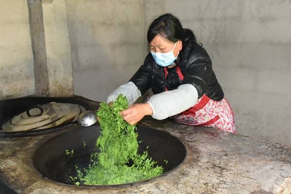 桐梓黄莲野生苦丁茶让村民生活甜起来
