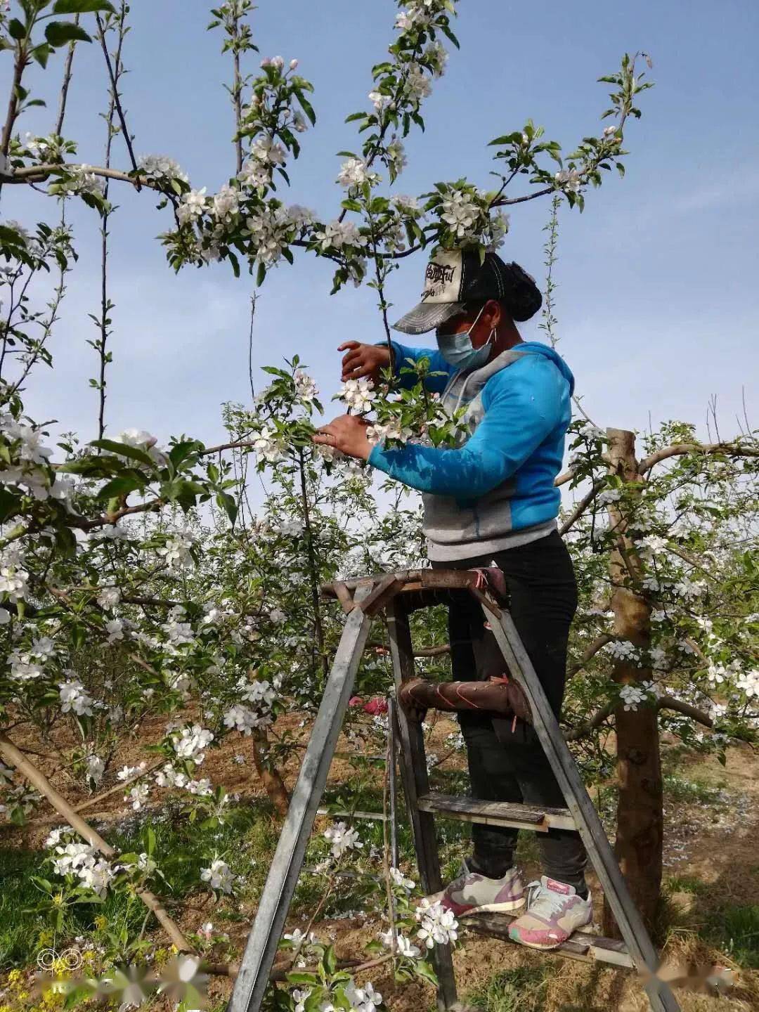 樱桃花粉兑水喷雾授粉图片