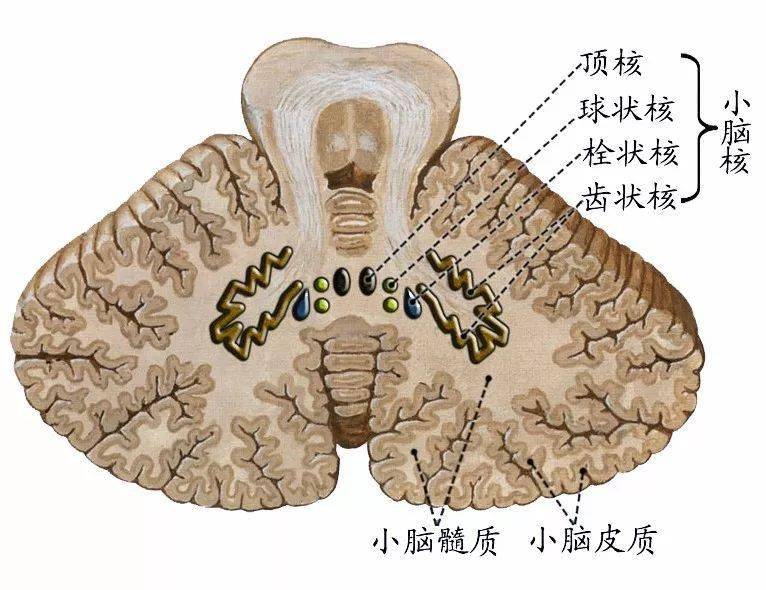 下面膨隆小脑扁;中间缩细小脑蚓,两侧膨隆属半球;小脑位于颅后窝,分为