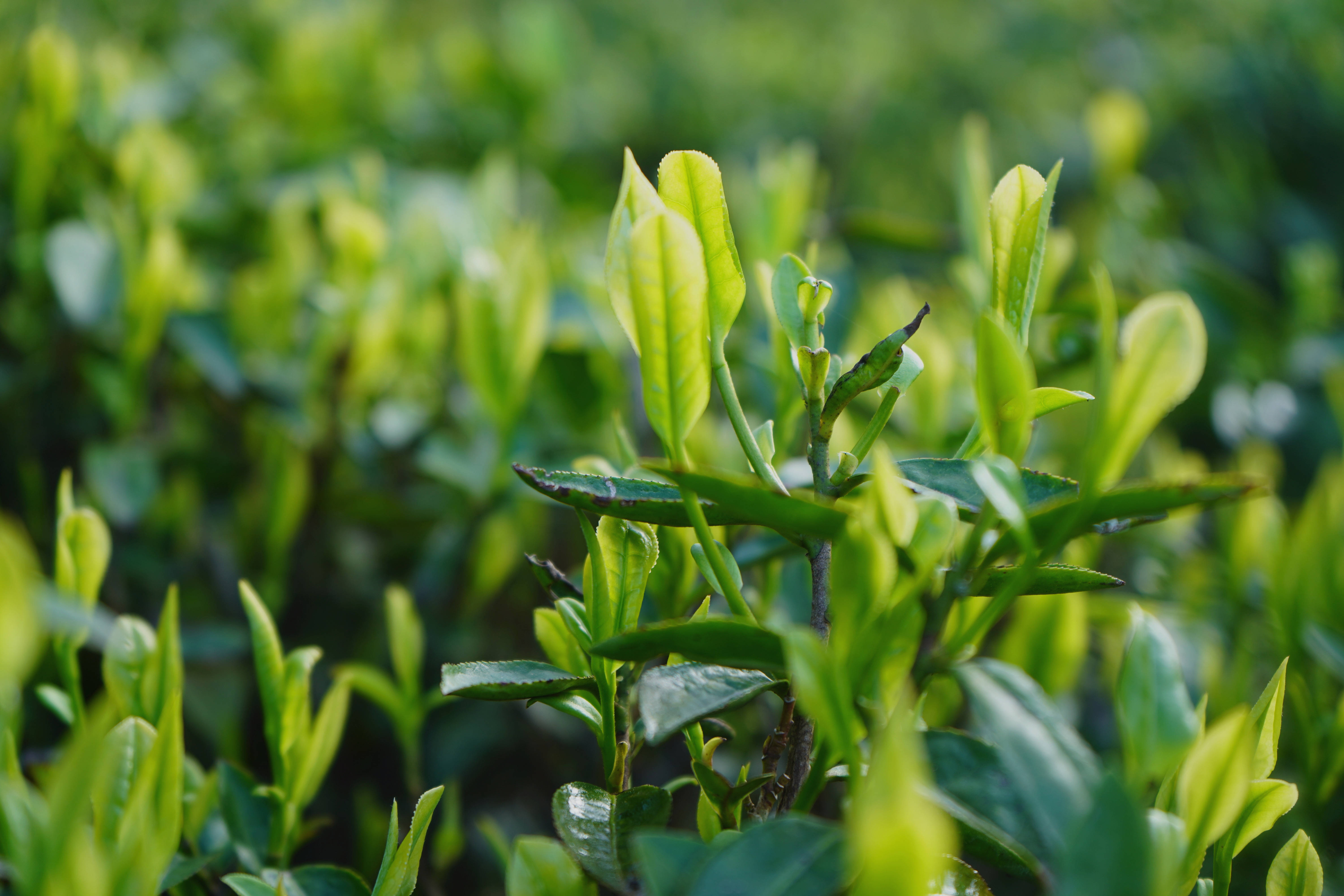 岑鞏:白茶採摘忙 群眾喜增收_大有鎮_茶園_茶葉