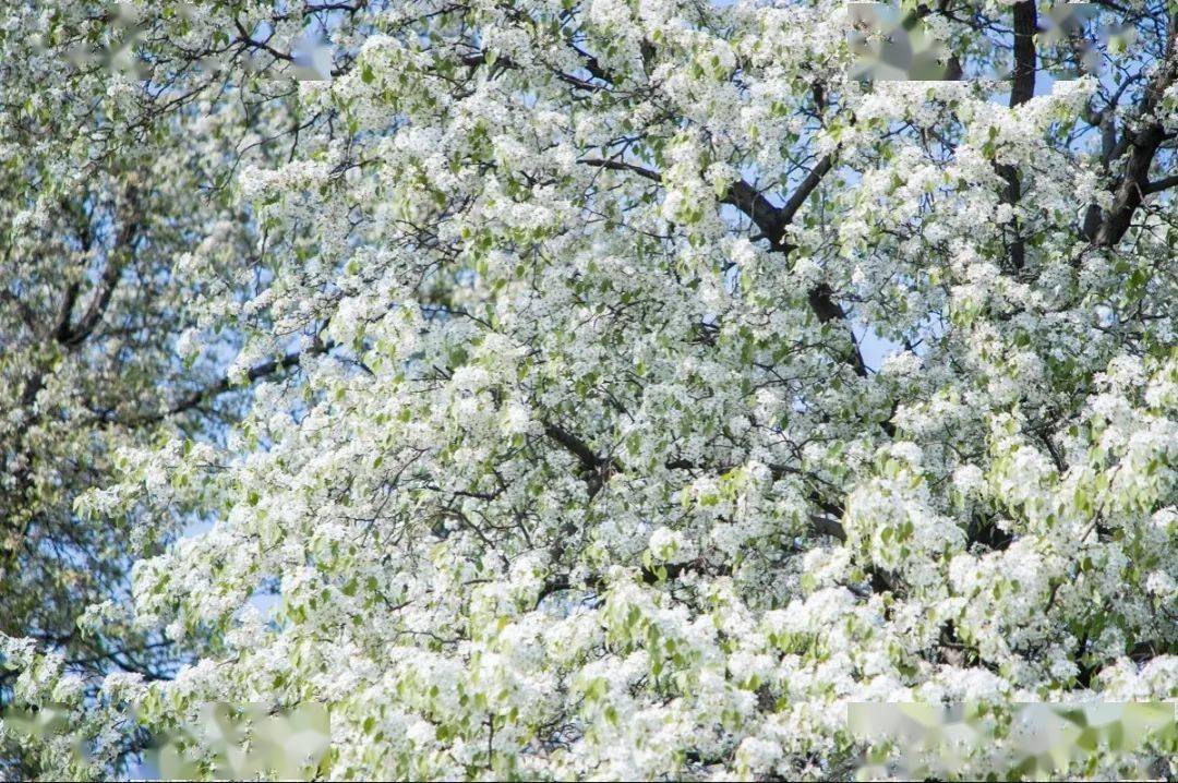 满树雪白 这棵乡野棠梨成了假期 网红 黄油菜花 梨花 Yzs Lyj 满树雪白 这棵乡野棠梨成了假期 网红 黄油菜花 梨花 Yzs Lyj