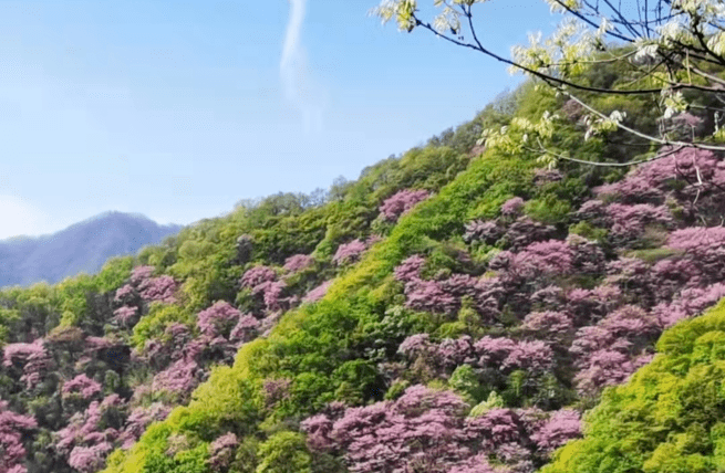 太平峪西寺沟紫荆花图片