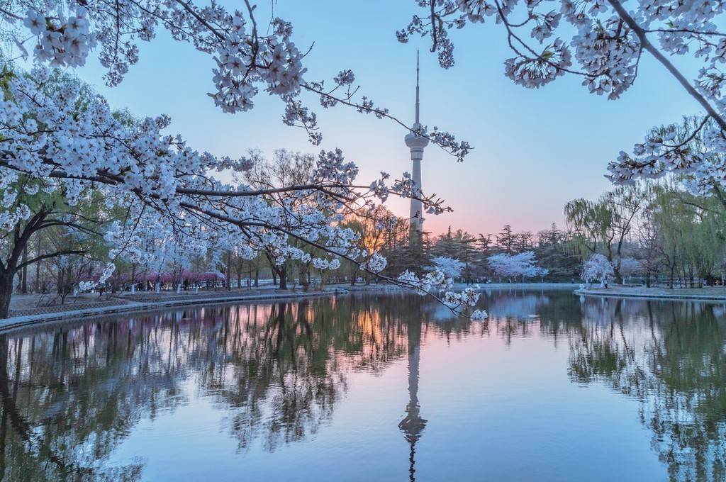 北京玉淵潭公園櫻花盛開