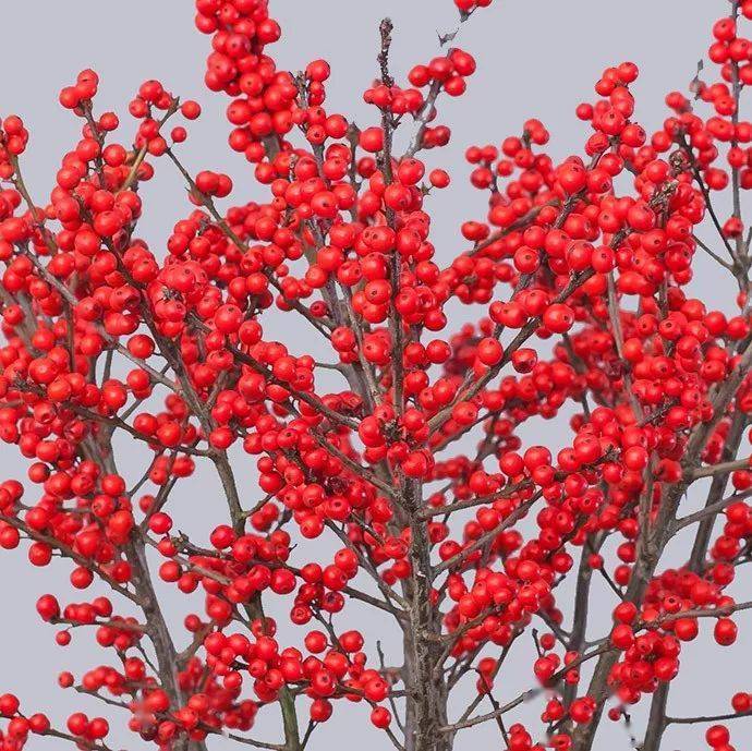 季节_尤加利_唐菖蒲