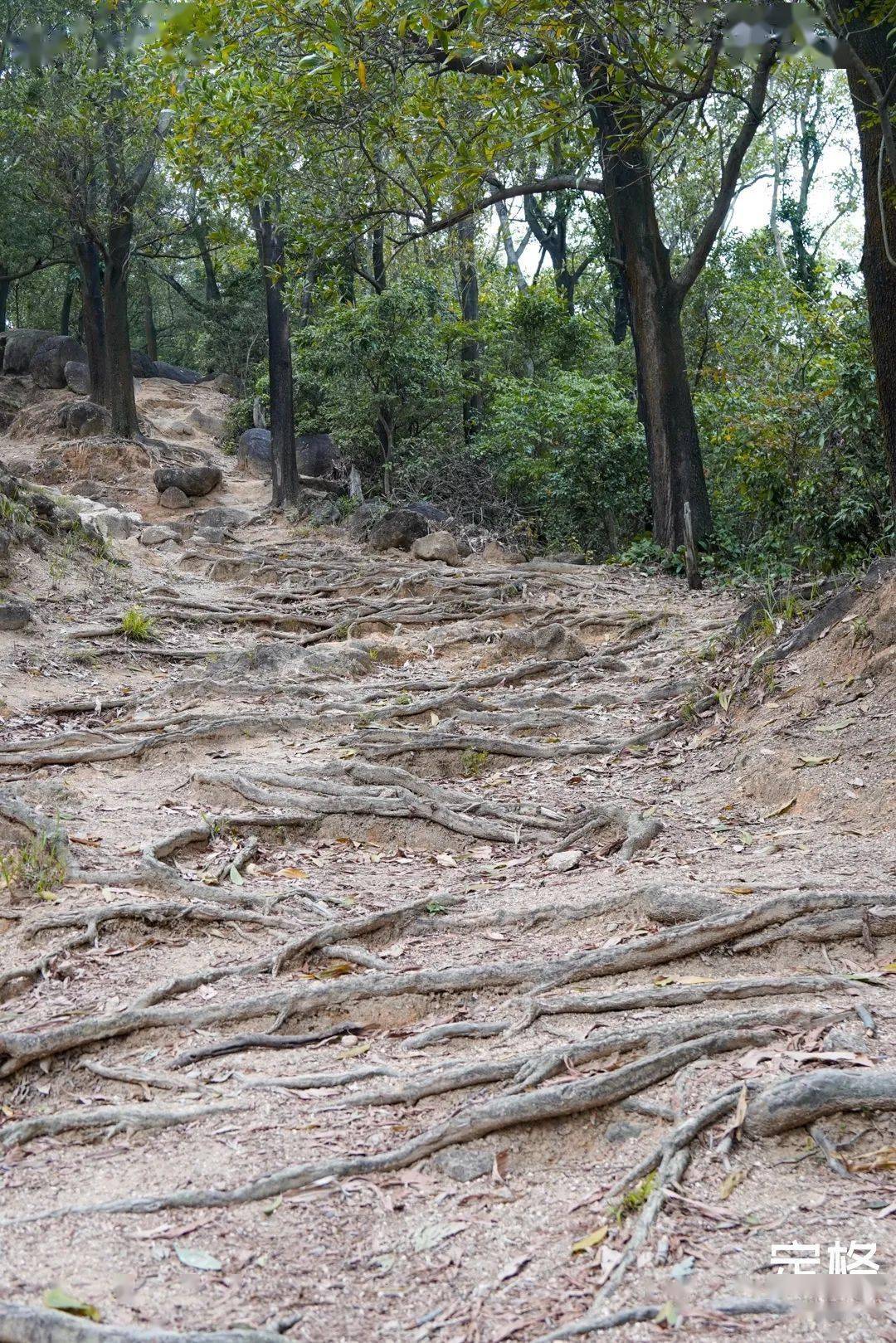 深圳超小众的原始登山道太有趣了