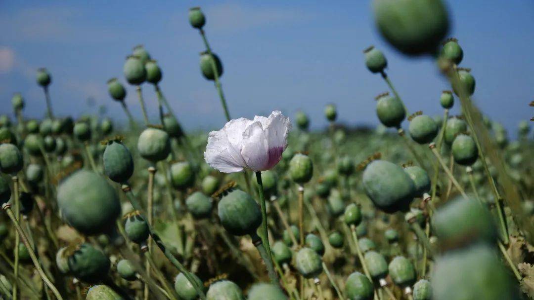 罂粟是提取毒品鸦片的重要毒品原植物,它和大麻,古柯并称为三大毒品原