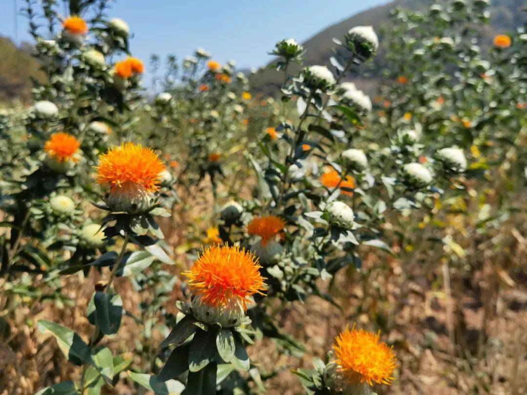 特色产业益智乡盛放的滇红花千丝万缕织就群众幸福网