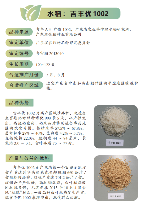 吉豐優1002水稻深兩優870水稻廣泰優天弘絲苗水稻青香優033水稻廣8優