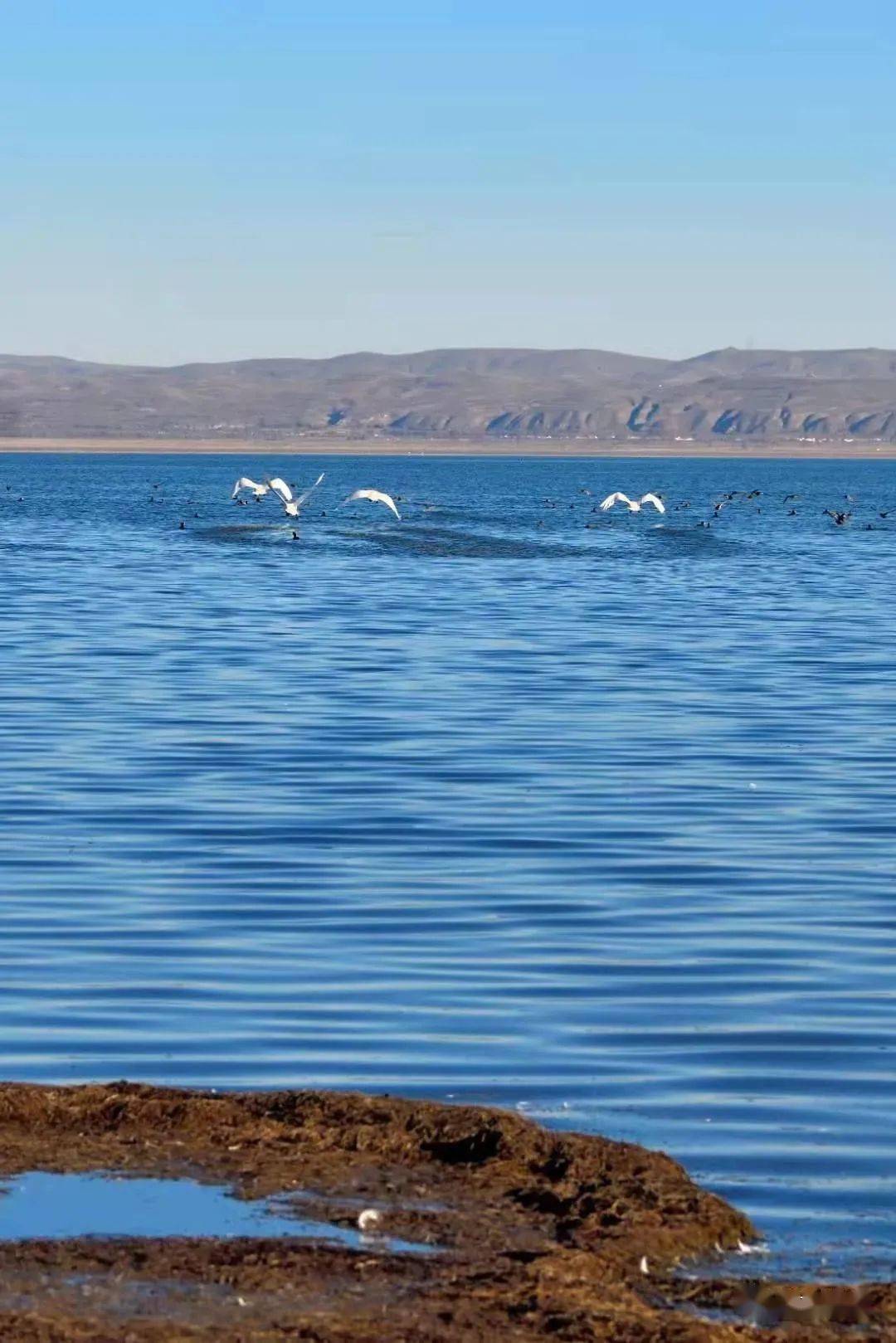 岱海:水草美 雁归来_凉城县_增加到_来源