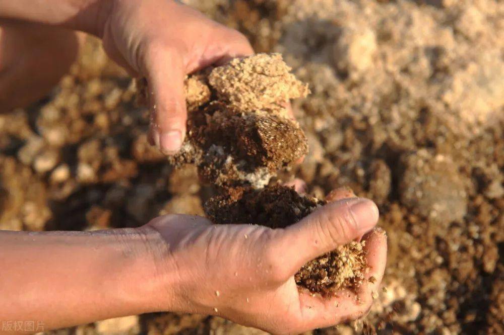 畜禽摄入发霉饲料, 通常表现为食欲减退, 消化不良, 免疫力下降, 生长