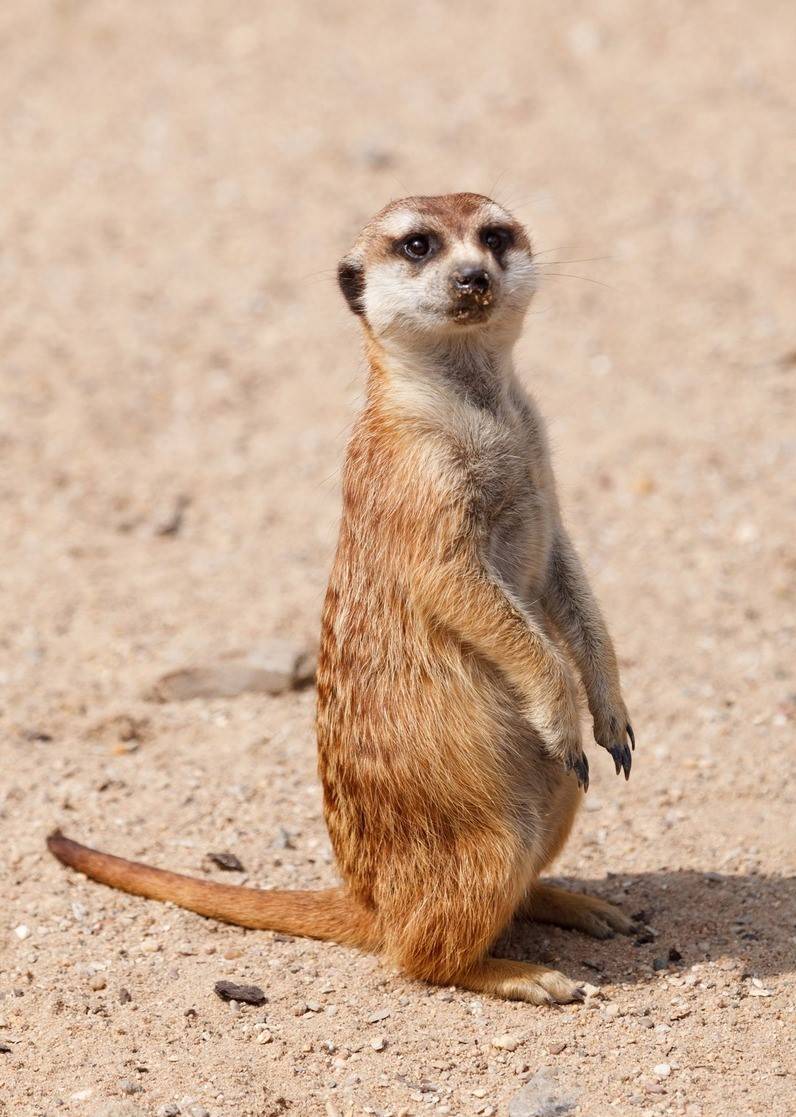 国际珍稀动物保护日让我们一起认识宝天曼的珍稀动物们