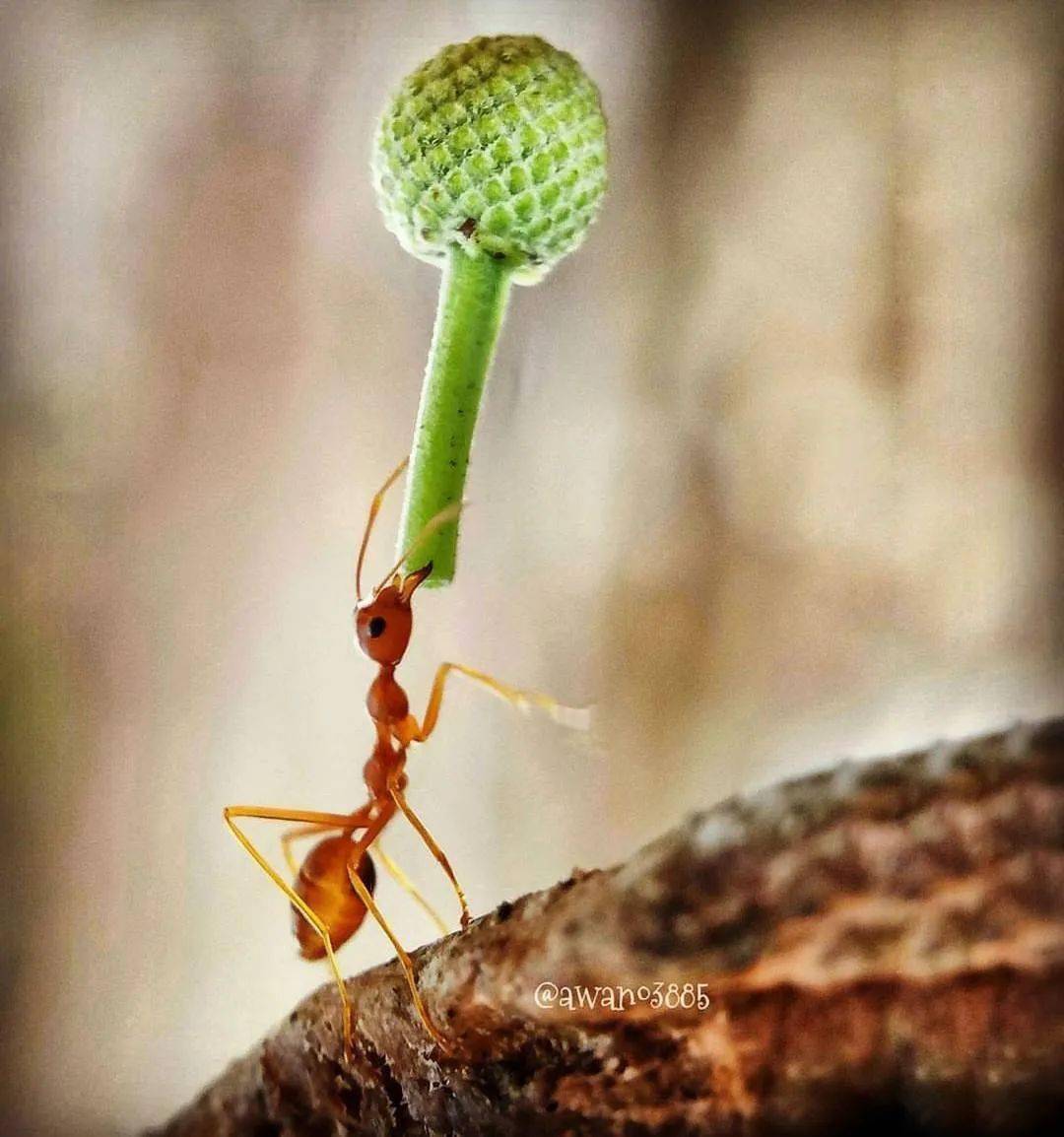 蚂蚁举起木头图片