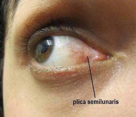 花絮:人类其实也长有瞬膜,只不过它只剩下了内侧眼角处的一小片,也不