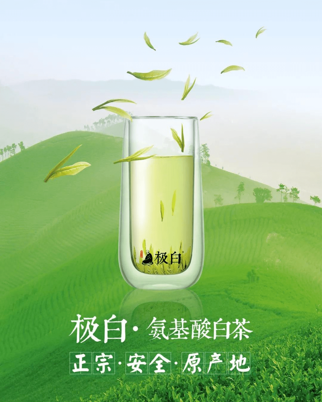 极白安吉白茶中国养生白茶领导品牌只做氨基酸含量高的茶