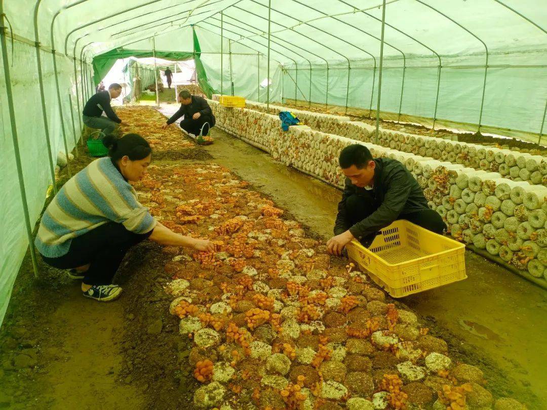在她的精心培育下,一朵朵金黄色的滑子菇已经从菌棒中"