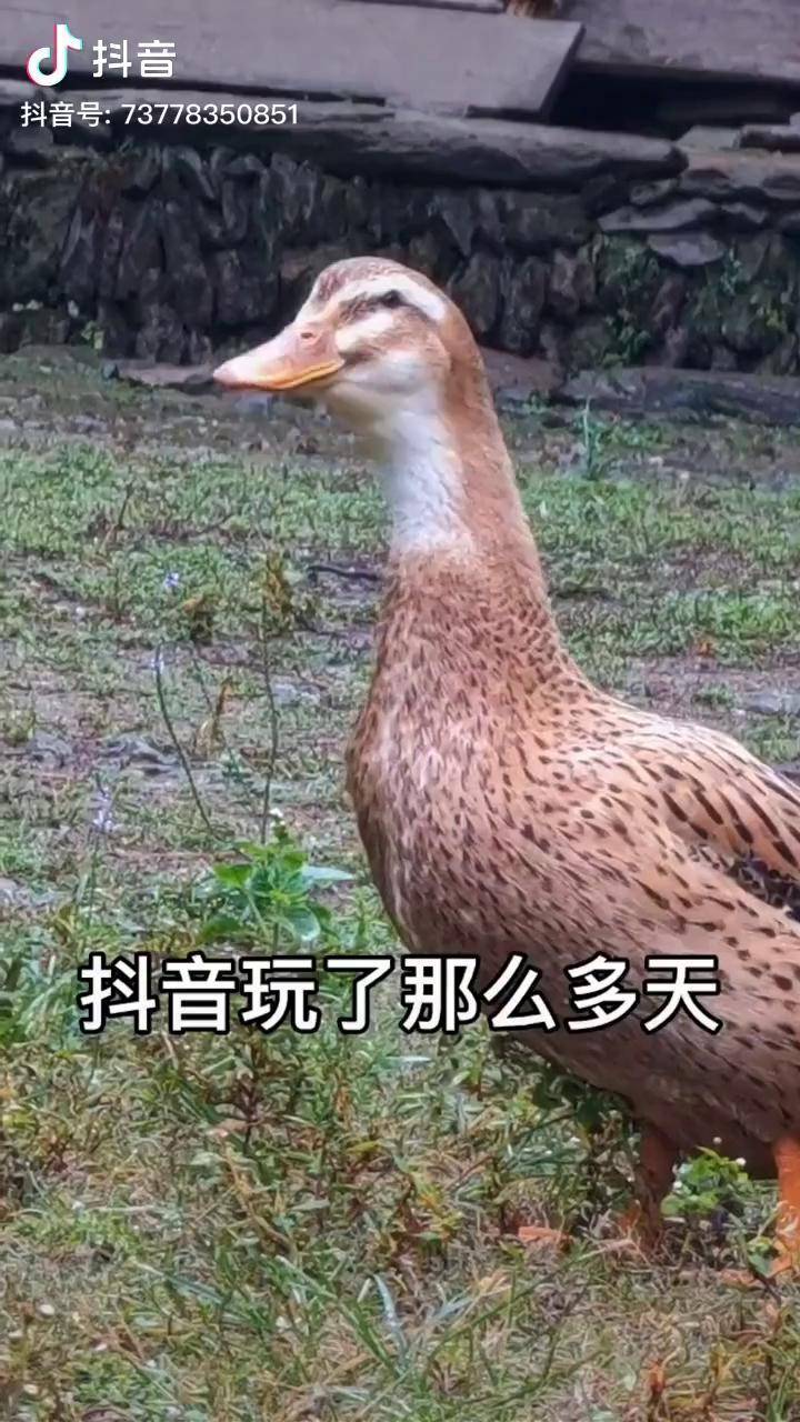 上热门青头鸭哈哈哈有意思