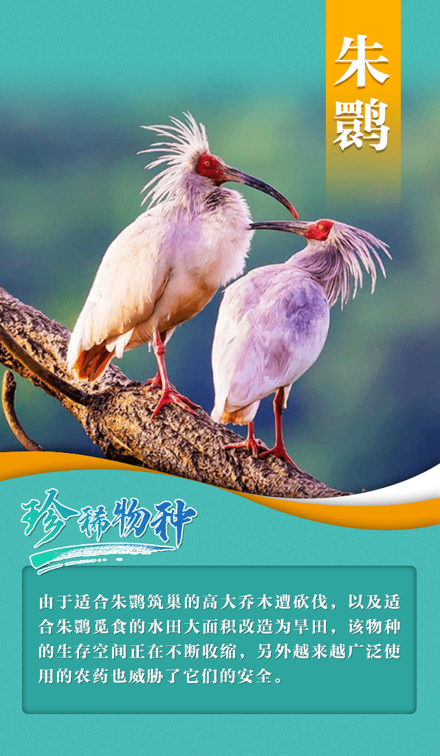 国际珍稀动物保护日保护生态环境给动物朋友一个温暖的家