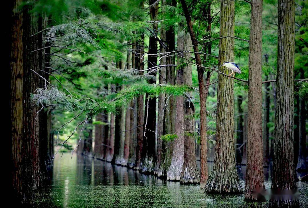 征稿|大美湿地 栖息生境——湖北省湿地生态科普摄影大赛征稿启事