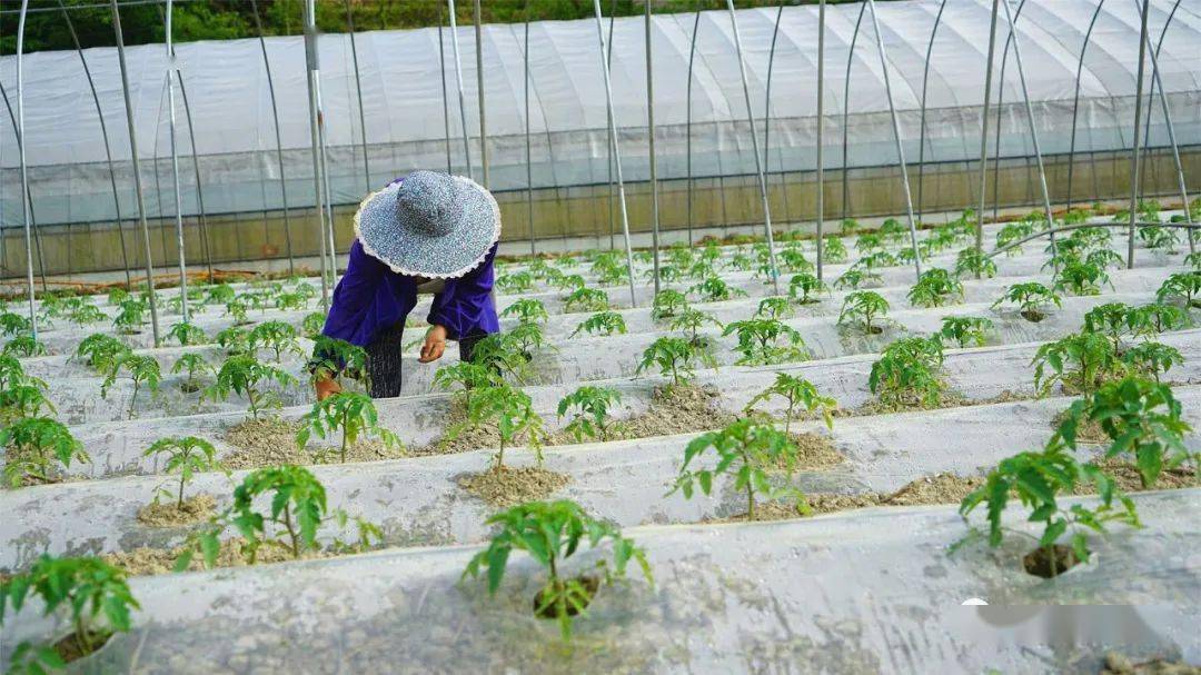 时讯贵州黄平春天好时光农民种菜忙