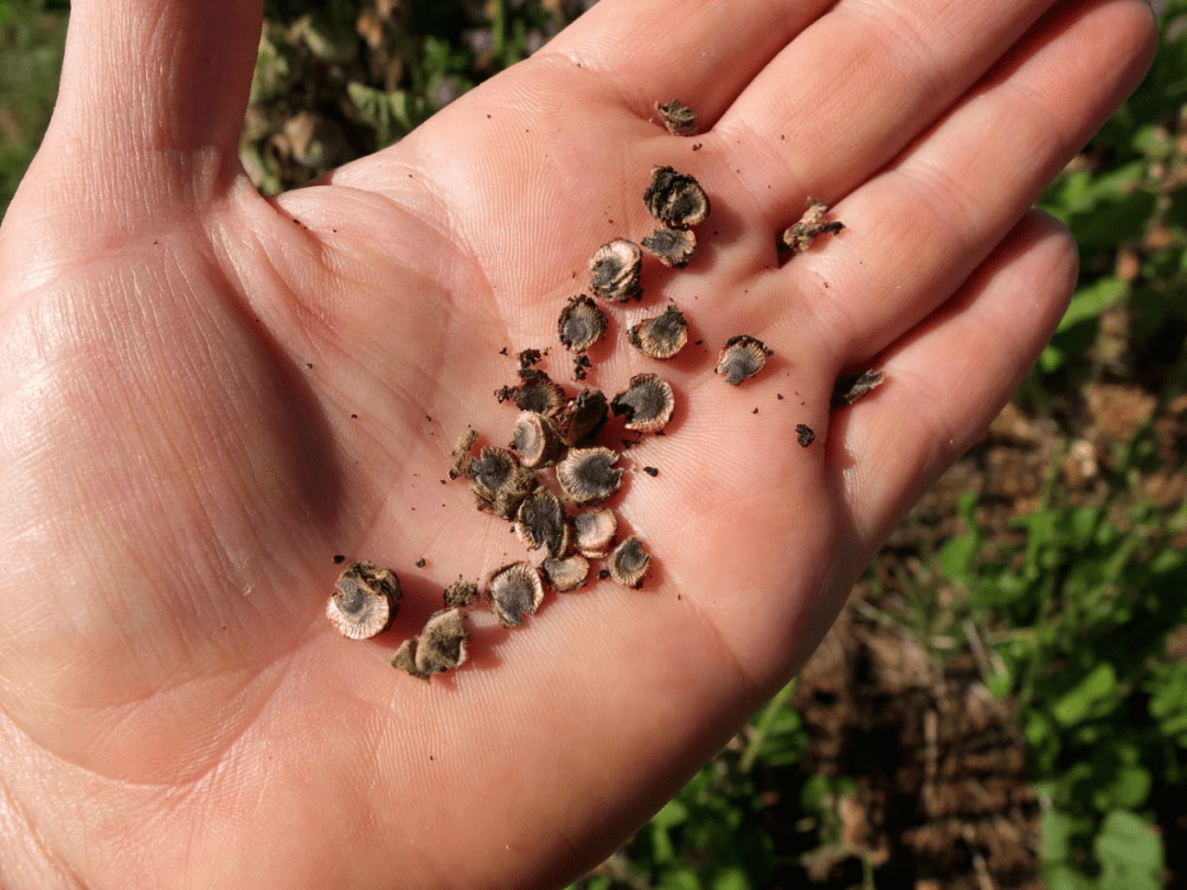 静看花开:蜀葵——酷热的夏天最热烈奔放的野花_种子_花朵_果实