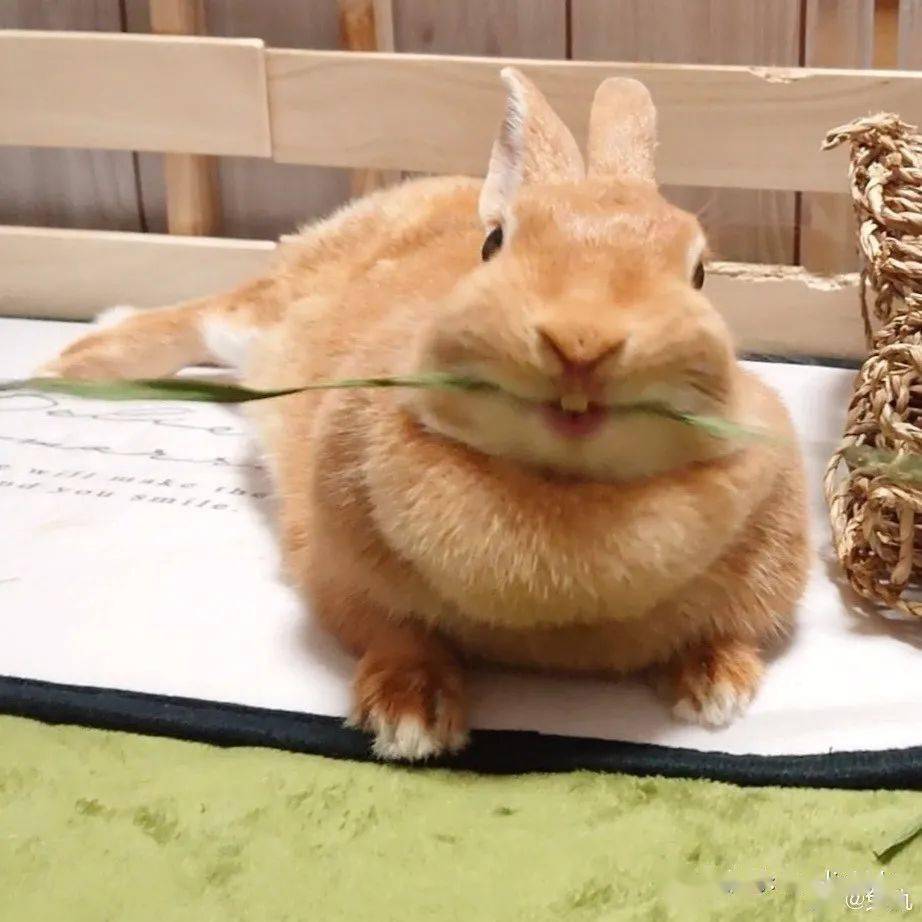兔兔牙齿太长会怎样?